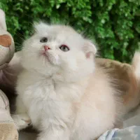 اسکاتیش تخفیفی|گربه|یزد, |دیوار