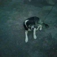 سگ مناسب باغ فروشی