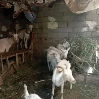 بزسانن اصل فرانسه|حیوانات مزرعه|ترکمانچای, |دیوار