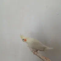 عروس هلندی|پرنده|مسجد سلیمان, |دیوار