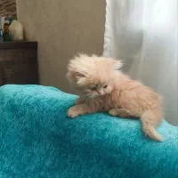 پرشین کرمی اصیل|گربه|کرج, فاز ۲ مهرشهر|دیوار