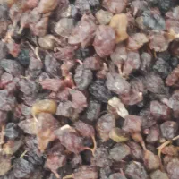 مویز درجه ۳