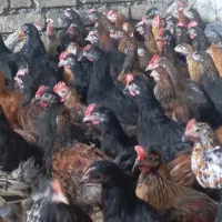 جوجه خروس کشتار شیراز