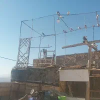 تعدادی کبوتر پرشی دارام