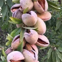 فروش نهال بادام زودبازده و پربار|خدمات باغبانی و درختکاری|اسدآباد, |دیوار