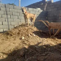 کچوک ۷ماه  نر سگ ماده توله