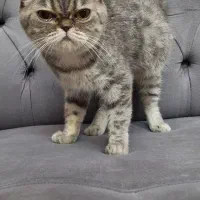 فروش پرشین اگزوتیک به شرط عقیم سازی