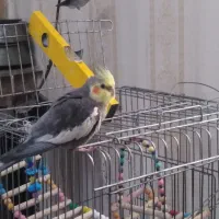 عروس هلندی سخنگو نر فروشی