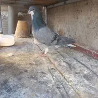 کبوترماده خرقه کیپ