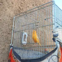 قناری نر ردفاکتور|پرنده|ایلام, |دیوار