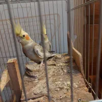 یک جفت عروس هلندی مولد کار داده