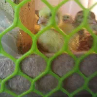 جوجه بلدرچین 6 روزه تا 8 روزه