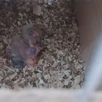 عروس هلندی به همراه دو جوجه ۲۰ روز ه|پرنده|بن, |دیوار