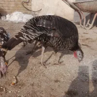 بوقلمونماده