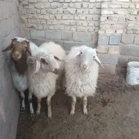 سه عدد بره چاق  قیمت توافقی