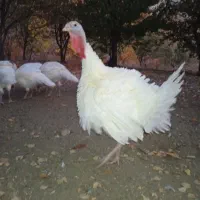 فروش بوقلمون|حیوانات مزرعه|سنندج, |دیوار