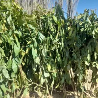 انگور -ازگیل-هلو