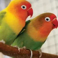 طوطی برزیلی پیدا شده