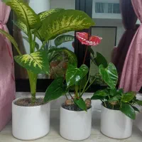 گل آپارتمانی طبیعی