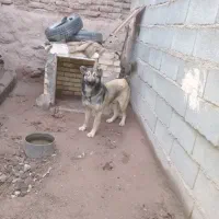 توله سگ ۱ ساله