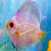 دیسکس ۳ اینچ|ماهی|فولادشهر, B2|دیوار