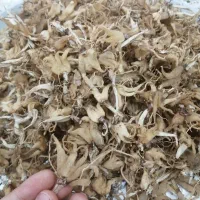 ثعلب|عمدهفروشی|سقز, |دیوار