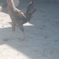 مرغ خروس. لاری . بلدرچین.تخم بت