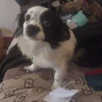 واگذاری توله ۶ ماهه پیکینیز اشپیتز ماده