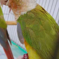 جفت طوطی گرینچیک کلکسیونی فقط 7900ت / ملنگو/عروس|پرنده|رشت, آتشگاه|دیوار