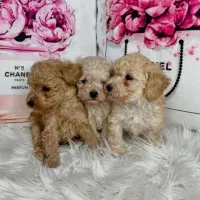سگ مینیاتوری توی تاینی پودل اصیل کیفیت فضایی|سگ|مشهد, اقبال|دیوار