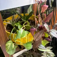 گل های شاداب|گل و گیاه طبیعی|شیراز, لاله|دیوار