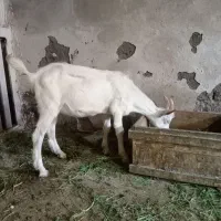 بز سانن