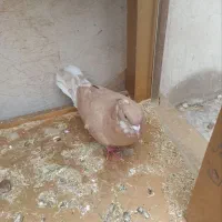 همه کبوتر ها سالم ب شرط|پرنده|پلدختر, |دیوار