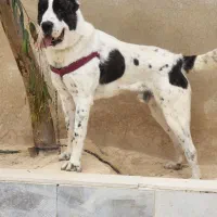 الابای نر ۱۵ ماهه