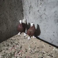 پرنده