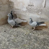 کفتر فروشی|پرنده|تاکستان, |دیوار