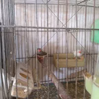 یه جفت فنج باقفس