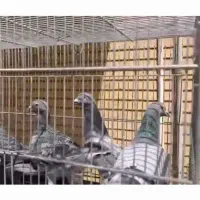 پلاکی اصل گیر کرده
