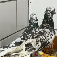 2عدد کوهی دم سفید نر