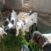 بز و کهره|حیوانات مزرعه|خاش, |دیوار