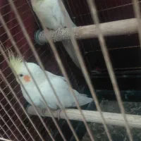 طوطی عروس هلندی و برزیلی|پرنده|ری, شهرری|دیوار