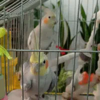 یک جفت عروس هلندی با دو تا قفس و همه ی وسایل و غذا