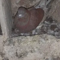کفتر