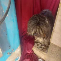 سگ پا کوتاه شیتزو|سگ|شیراز, شهرک کوشکک|دیوار