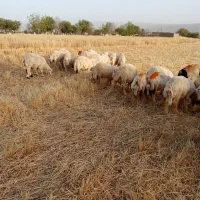 کاور پروار درجه یک