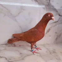 کبوتر مرغ گوسفند سگ