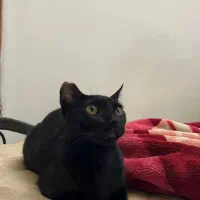 واگذاری لوبیا خانم