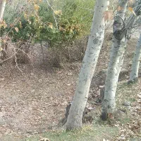 کودشیمایی(سفید)اوره