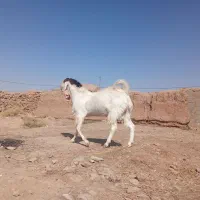 نر بز پاکستانی|حیوانات مزرعه|ششطراز, |دیوار