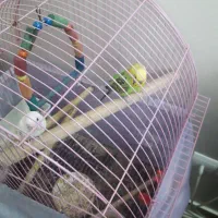 یک جفت مرغ عشق مولد|پرنده|تهران, جنت‌آباد شمالی|دیوار